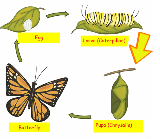 Larva - Butterfly life cycle